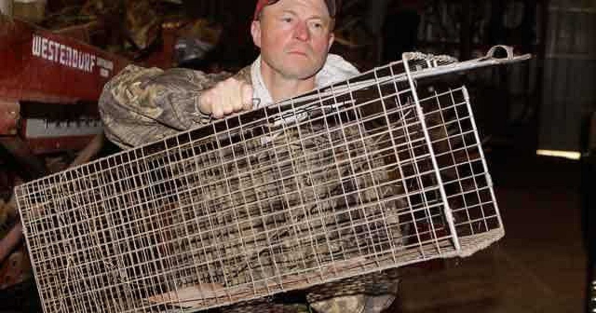 Predator Hunting: Spring Nuisance Control | Grand View Outdoors