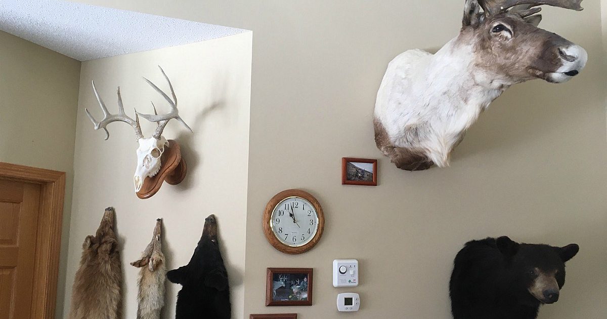 3 Great Ways to Display European Mounts | Grand View Outdoors