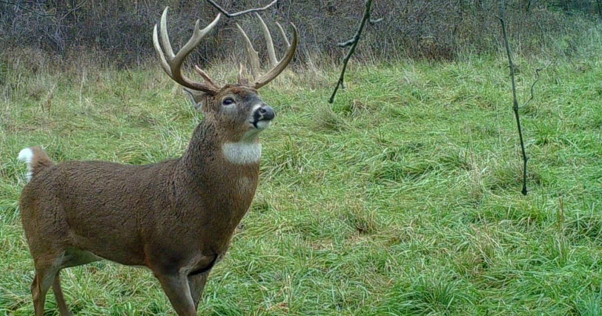 Understanding Deer Sight and Hearing | Grand View Outdoors