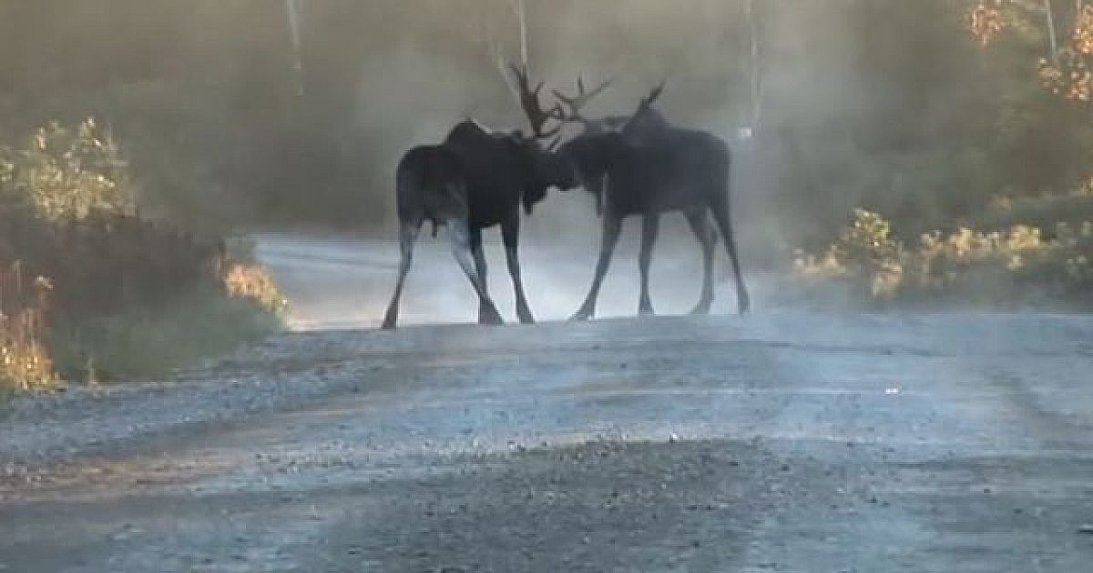 VIDEO: Bull moose fight, results in serious… | Grand View Outdoors