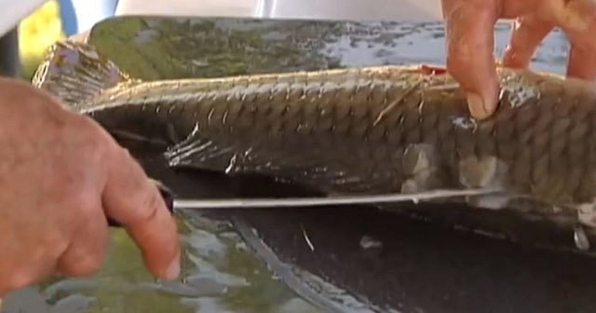 VIDEO: How To Clean Carp | Grand View Outdoors