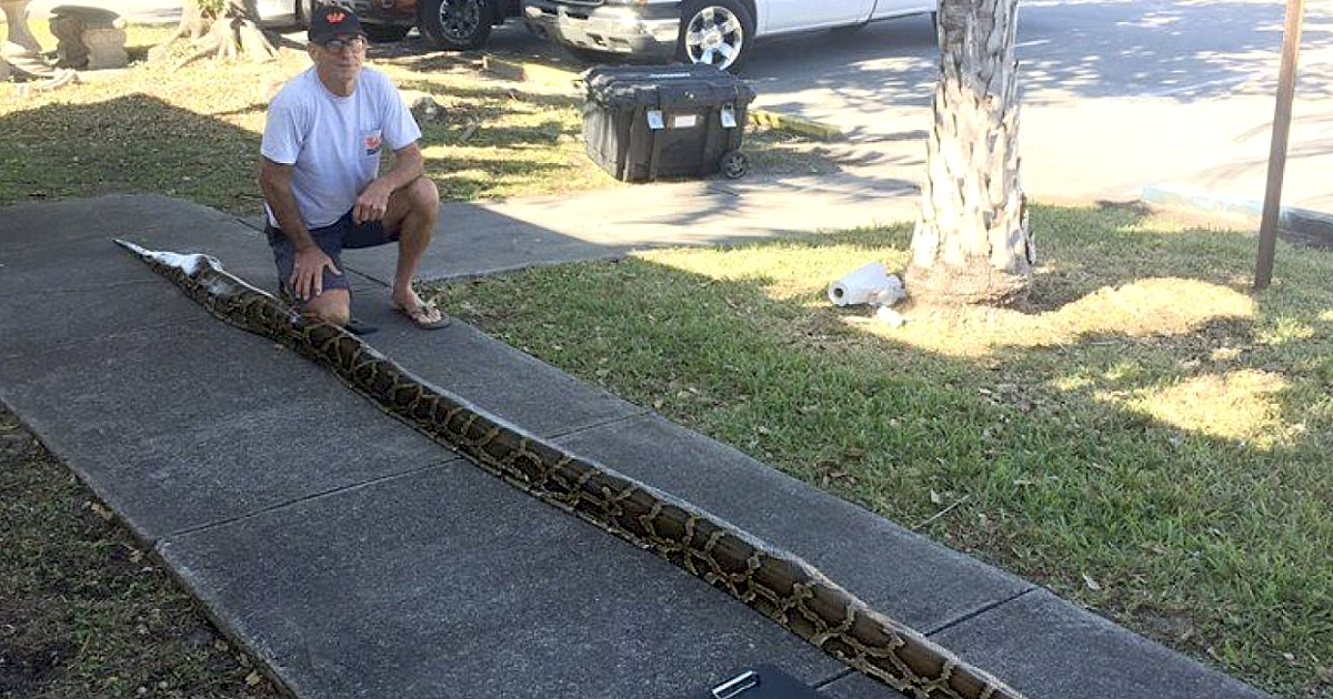 World Record Florida Python Record Python Caught in Florida and It's a… | Grand View Outdoors