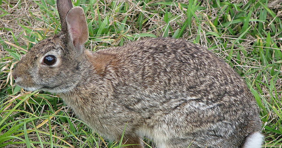 Angry Mother Rabbit Kicks Snake Butt | Grand View Outdoors