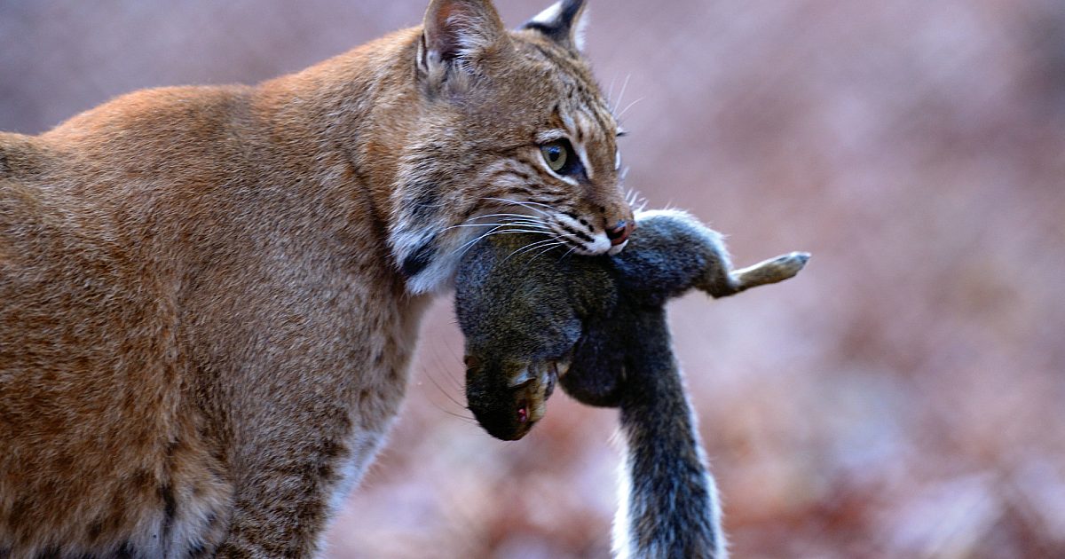 Bobcat proves to be longtime predator hunter's… | Grand View Outdoors