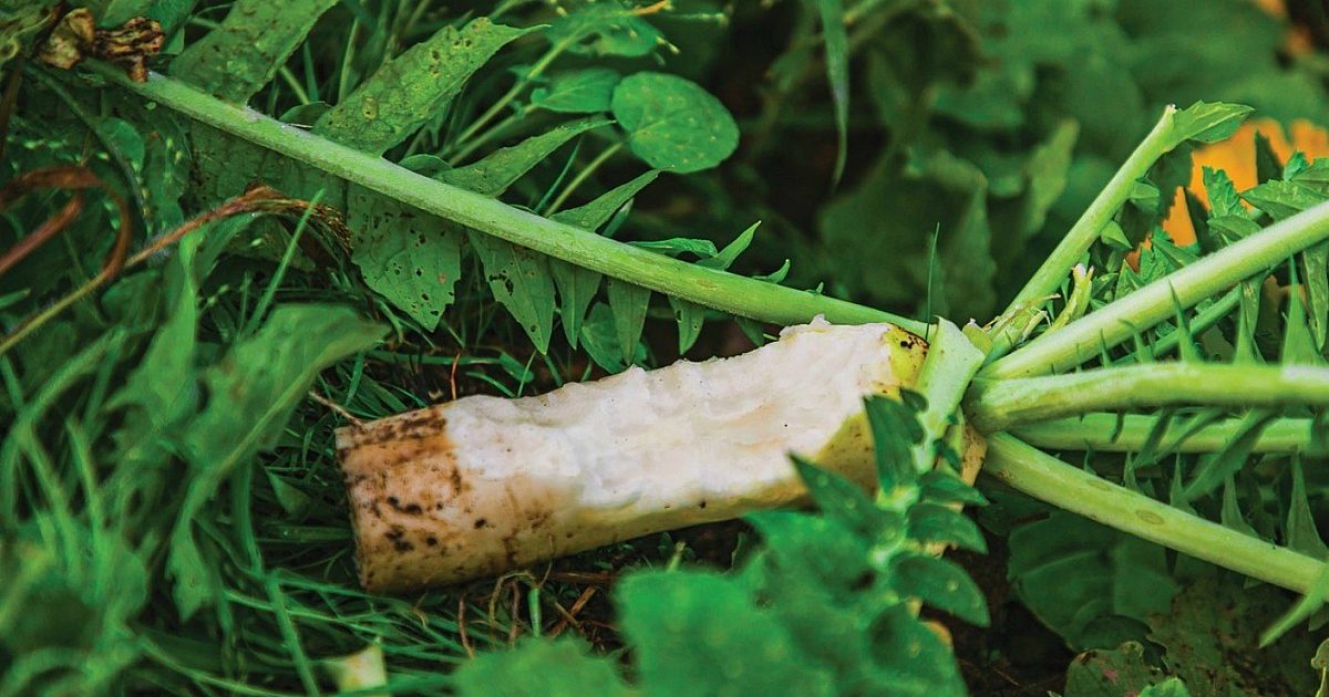 Whitetail Institute Ravish Radish | Grand View Outdoors