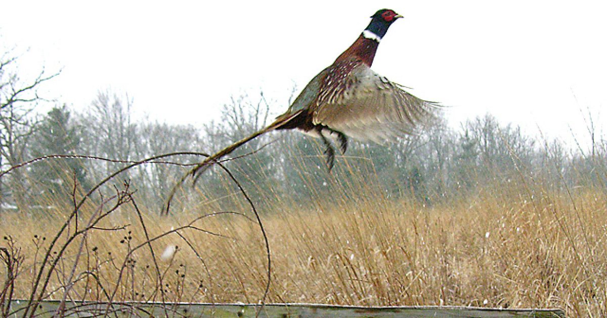 Cowley man raises pheasants for fun | Grand View Outdoors