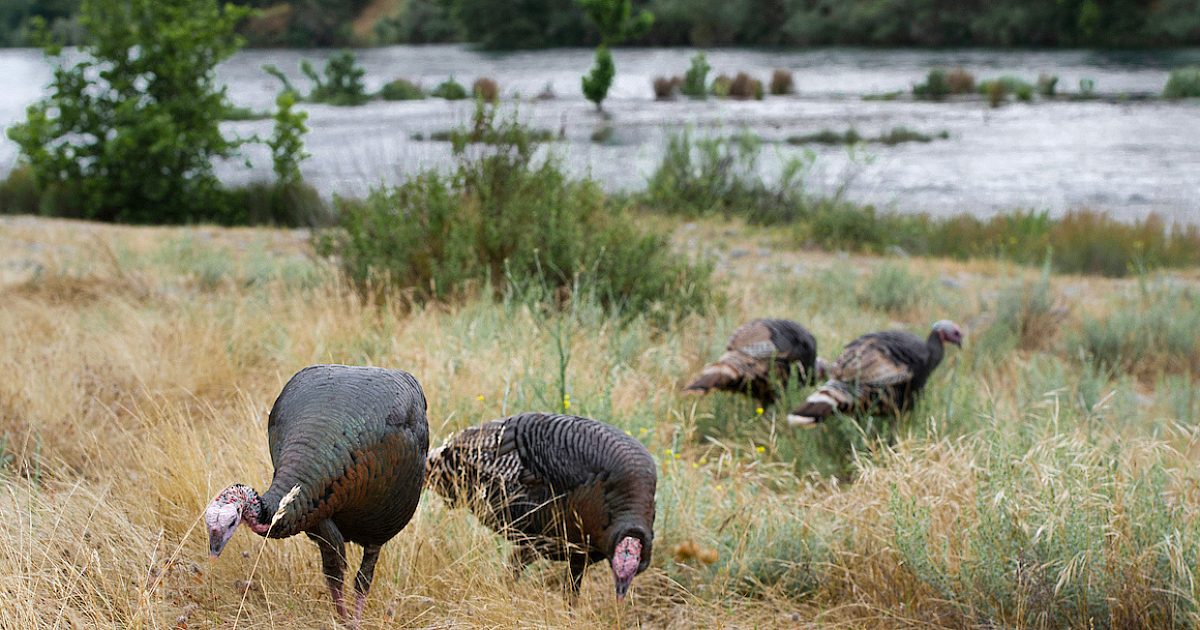 Your guide to hunting Rio Grande turkeys | Grand View Outdoors