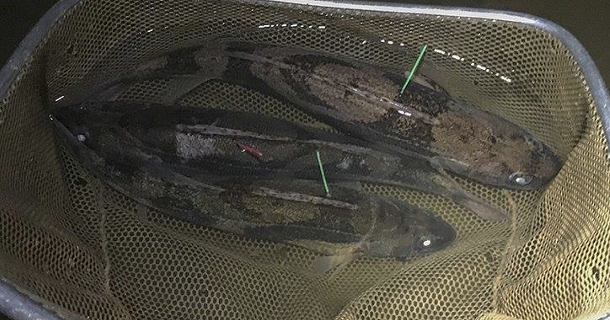 Research Underway on Secretive Sauger in… | Grand View Outdoors