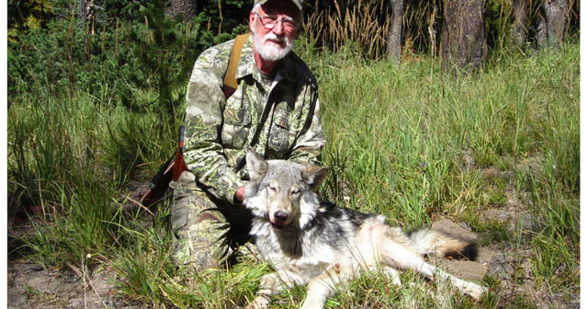 From The Readers: Charged By Wolves | Grand View Outdoors
