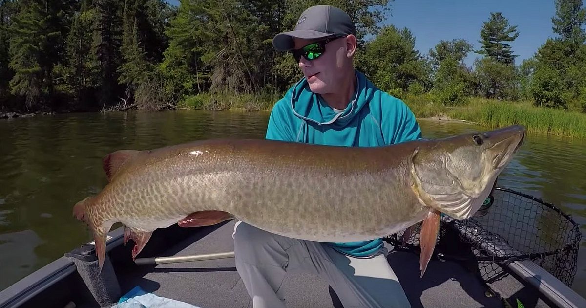 Video: 50-Inch Muskie Spotted on FishFinder,… | Grand View Outdoors