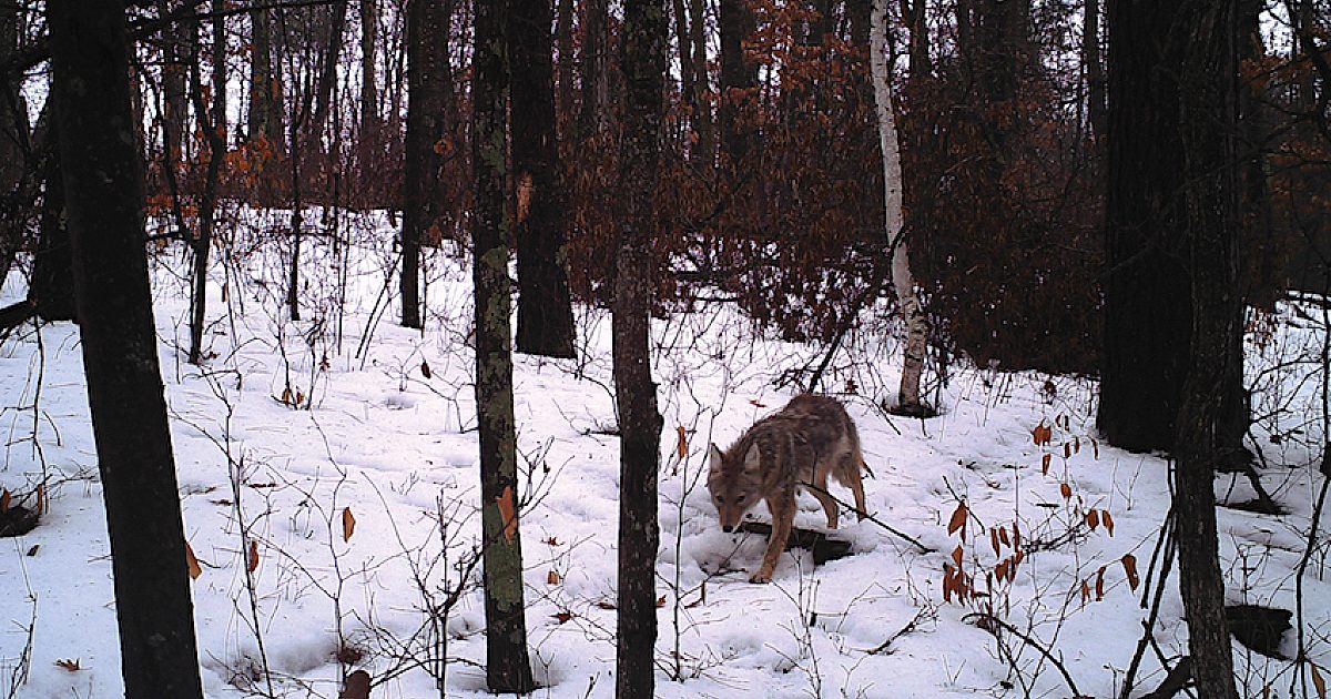 Winter Predators Tips for Snaring Predators in the Snow | Grand View Outdoors