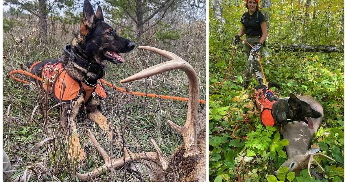 Blood-Tracking Dogs — The Nose Knows | Grand View Outdoors