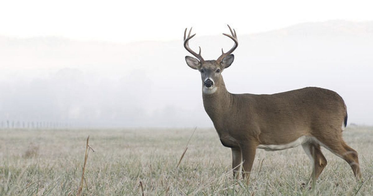 Five Fast Facts About Deer And Habitat | Grand View Outdoors
