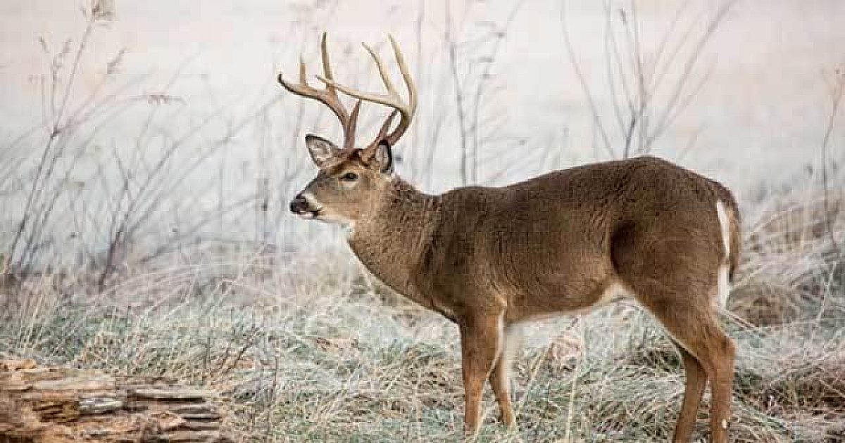 The changing world of whitetails | Grand View Outdoors