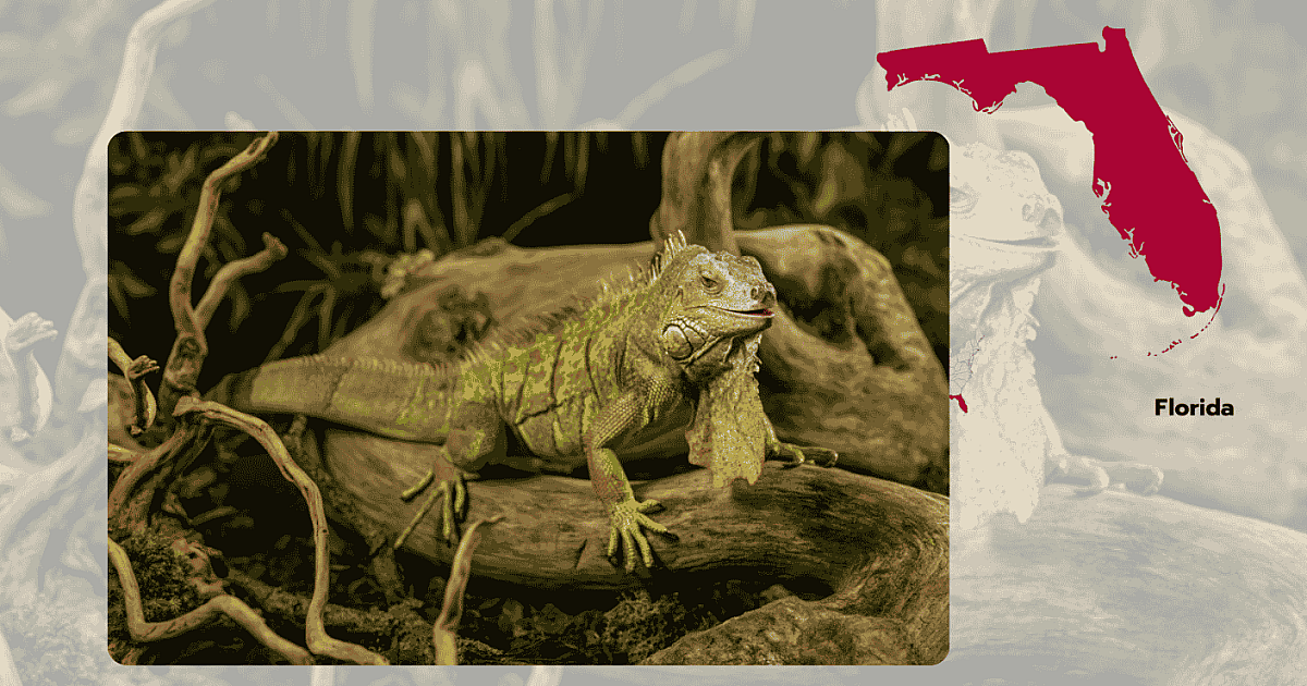 Thousands of Invasive Iguanas Captured After Freezing Temperatures…