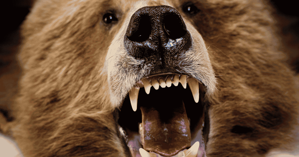 Tooth-Based Ages Available for Vermont Bear Hunters