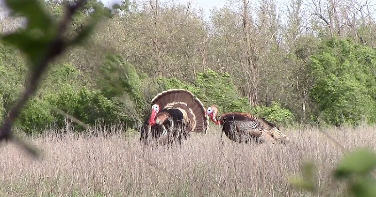 Turkey Calling Tips And Tactics | Grand View Outdoors