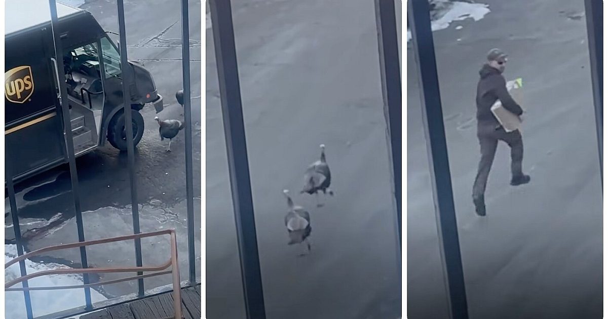 Video: Two Wild Turkeys Chase UPS Driver | Grand View Outdoors