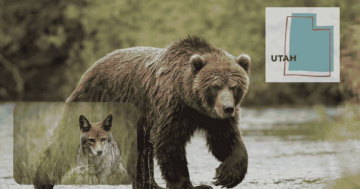 Utah Hunters Will See Changes for Bears, Other Predators