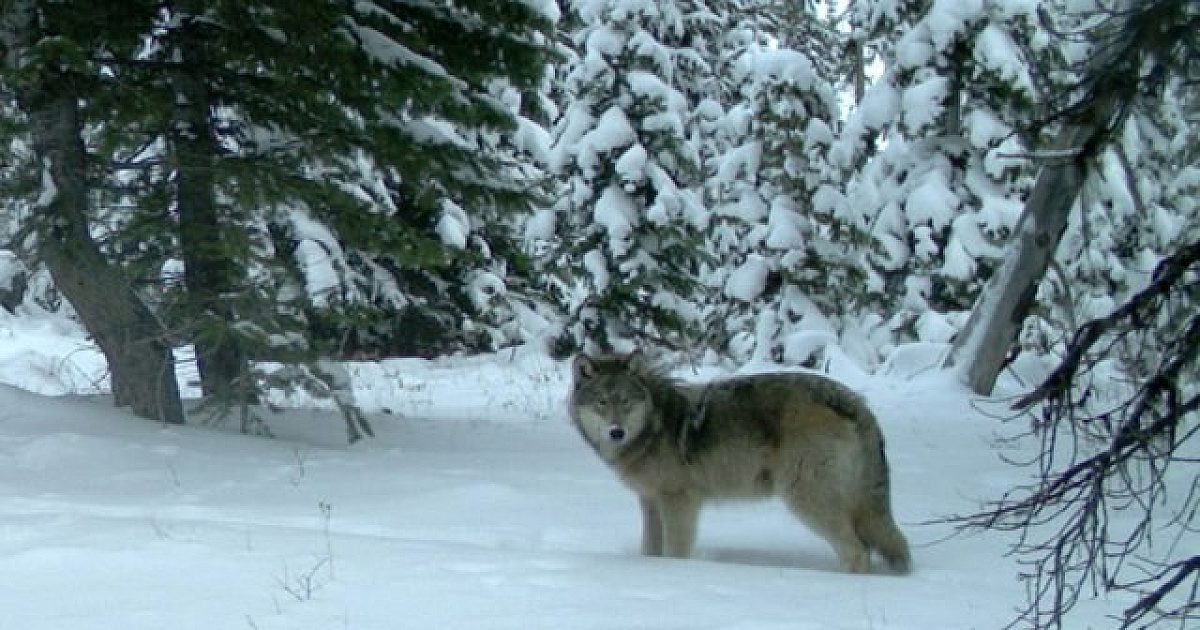 Wolves Thriving In Washington, But Only In The… | Grand View Outdoors