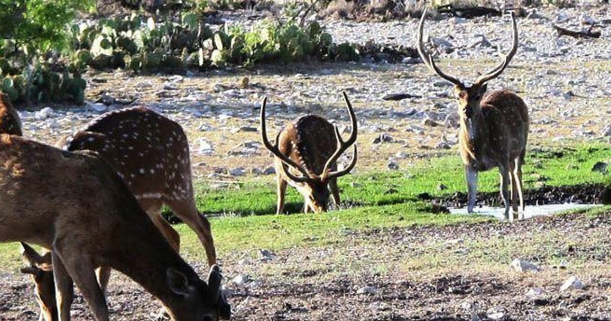 The Deer Of Spring | Grand View Outdoors