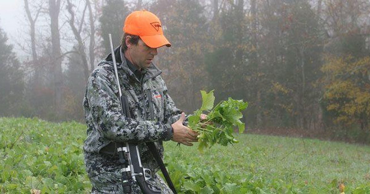 Hunting or Nutrition: Not All Plants Are… | Grand View Outdoors