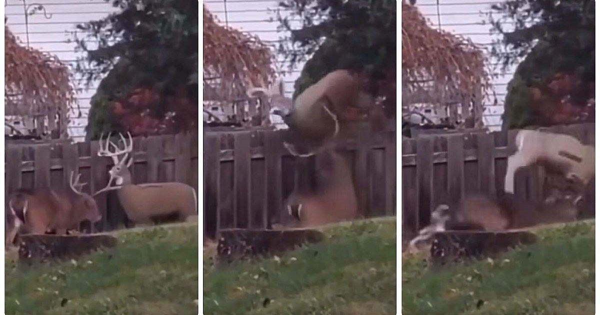 Video: Huge-Bodied Whitetail Buck Attacks 3-D… | Grand View Outdoors
