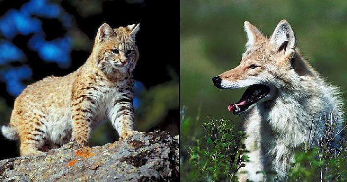 Key Deer Predators Predator Hunting Basics | Grand View Outdoors