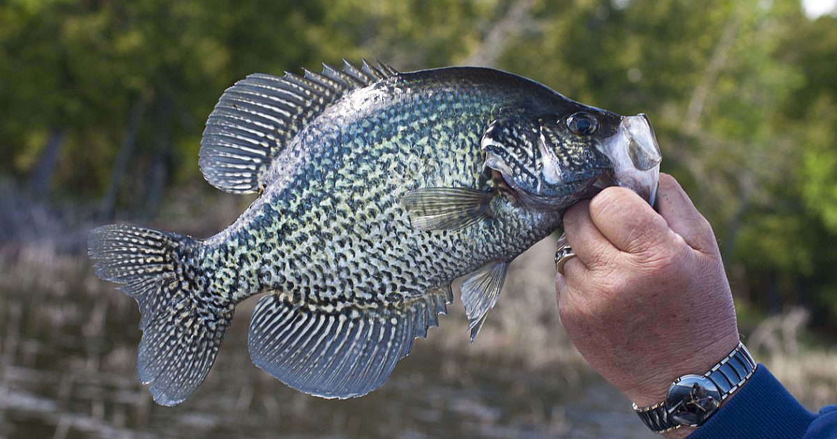 Charpai Fish 3 best areas for shore-bound crappie | Grand View Outdoors
