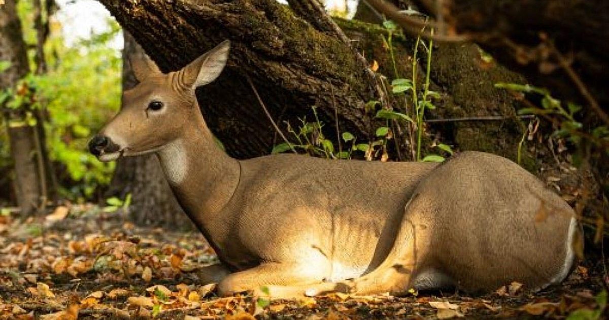 Opinion: New DSD Bedded Doe Decoy Will Be Deadly | Grand View Outdoors