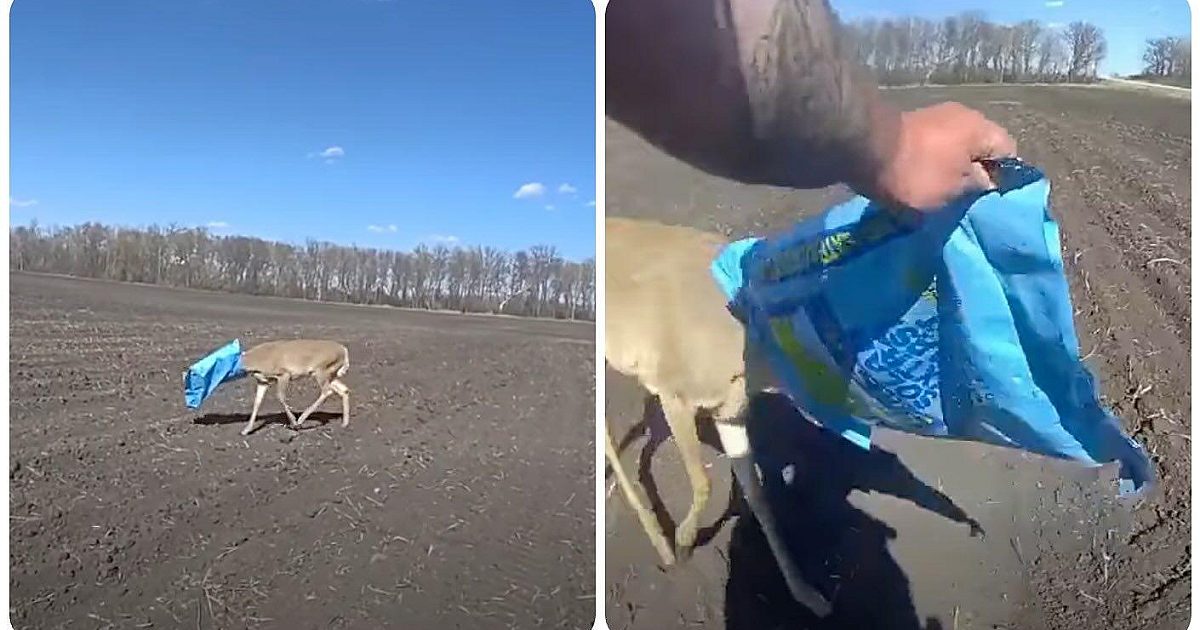 Whitetail With Its Head Stuck in Water Softener Bag
