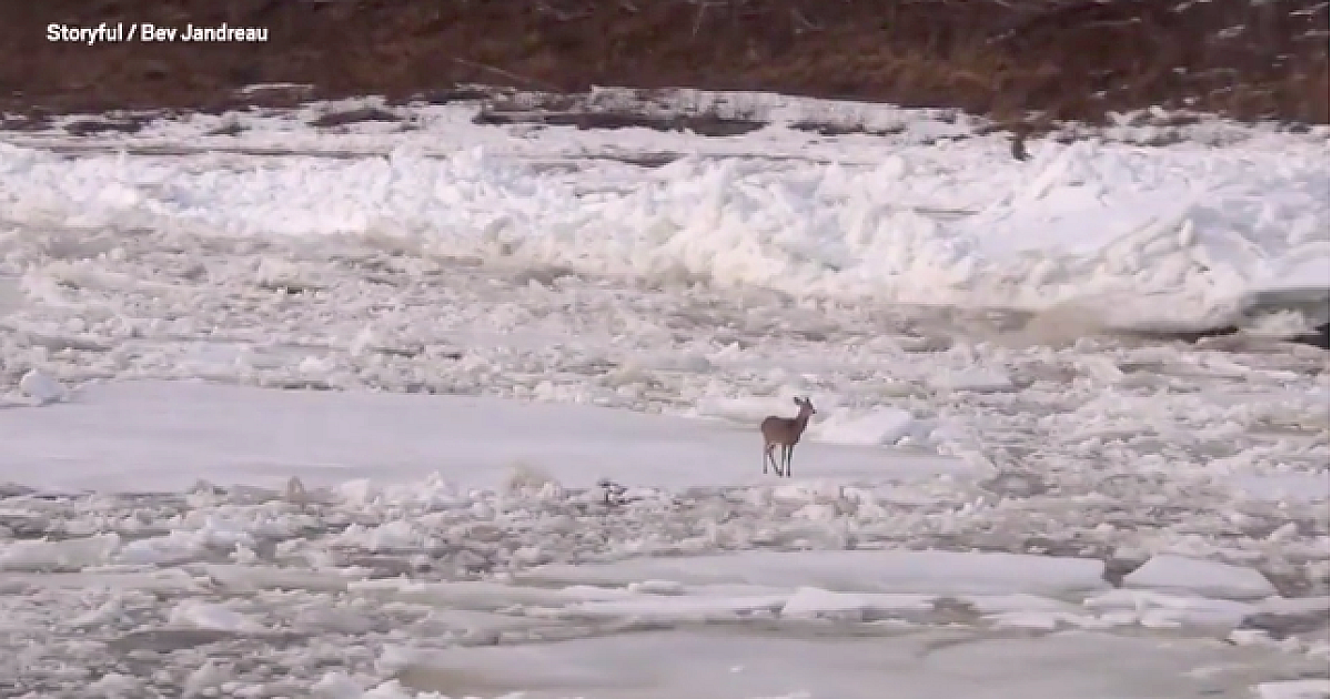Q&A: How Does This Deer Survive Floating Down a… | Grand View Outdoors