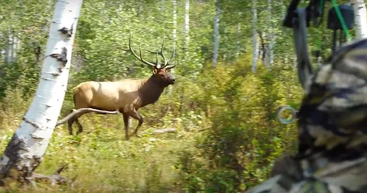 Video: Massive 5x5 Bull Elk Arrowed at 13 Yards | Grand View Outdoors
