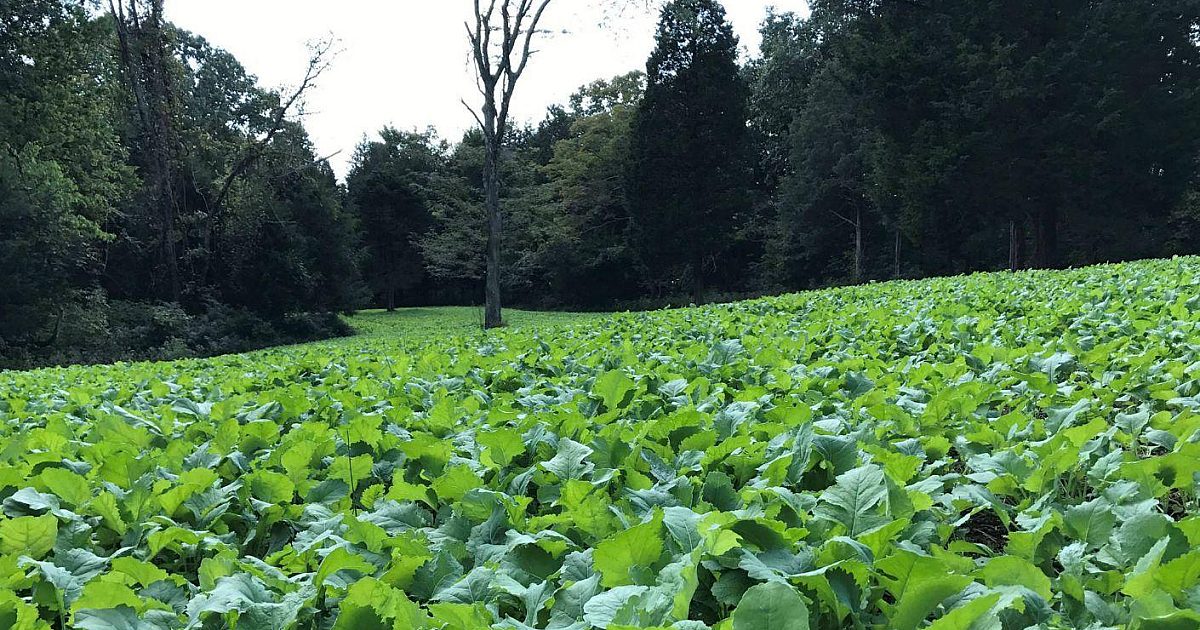 Food Plot Shape: Why Long and Narrow Is Best… | Grand View Outdoors