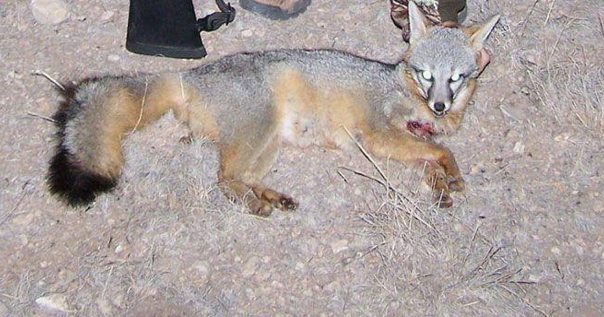 From The Readers: Predator hunting obssession… | Grand View Outdoors