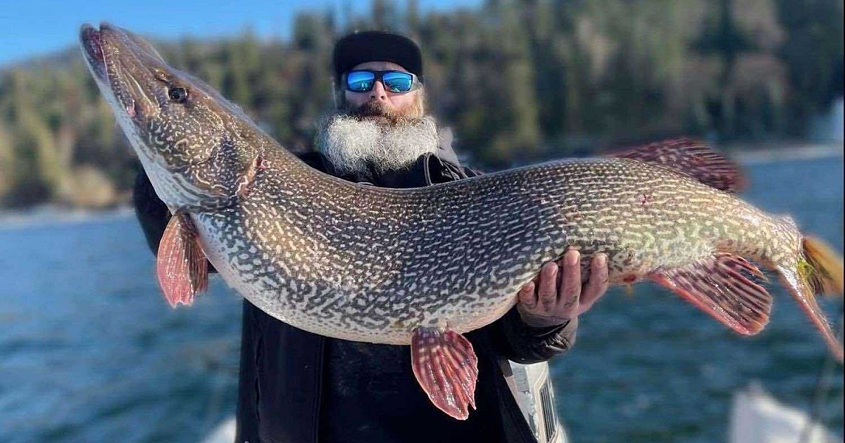 New State Record Northern Pike Caught in Idaho… | Grand View Outdoors