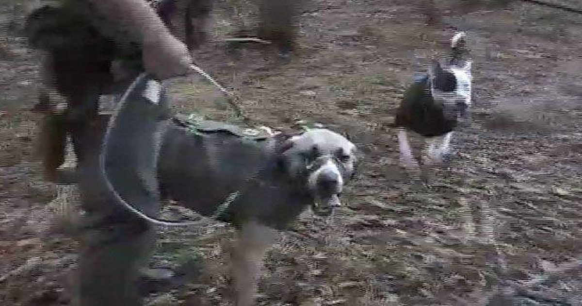 VIDEO: Wild hog hunting with dogs in south… | Grand View Outdoors