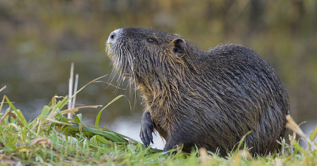 Louisiana Nutria Rodeo Wrangles 1,900 Swamp Rats | Grand View Outdoors