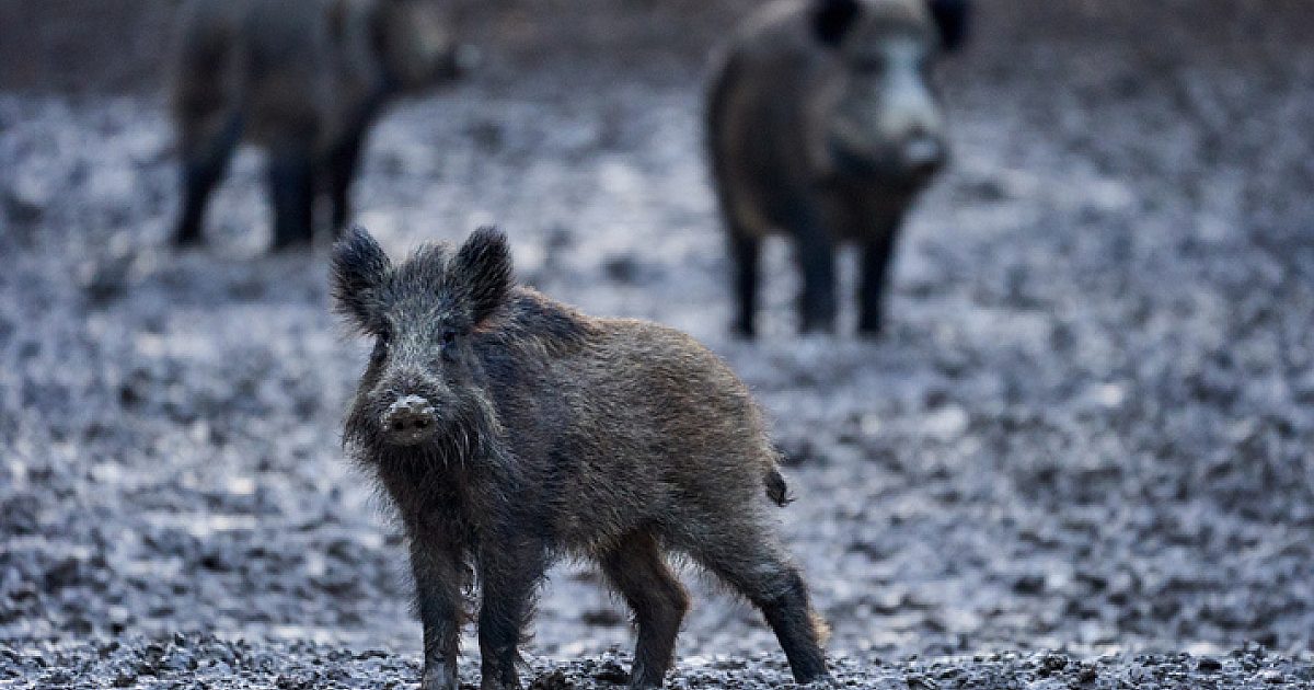 Feral Pigs Becoming a More Serious Issue in Rome | Grand View Outdoors