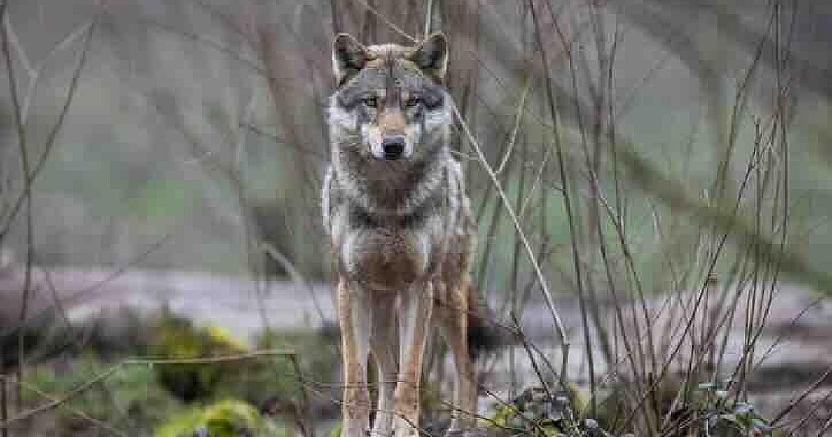 Michigan Hunter Kills Wolf, Says He Thought It… | Grand View Outdoors