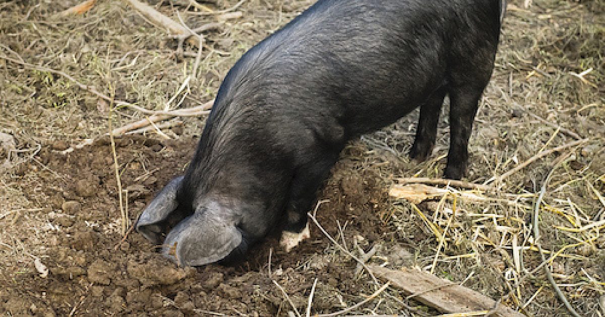 Feral Pigs Damage Australian Racecourse | Grand View Outdoors