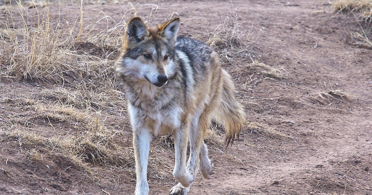 Are Mexican Wolves Reshaping the Lives of Elk? | Grand View Outdoors