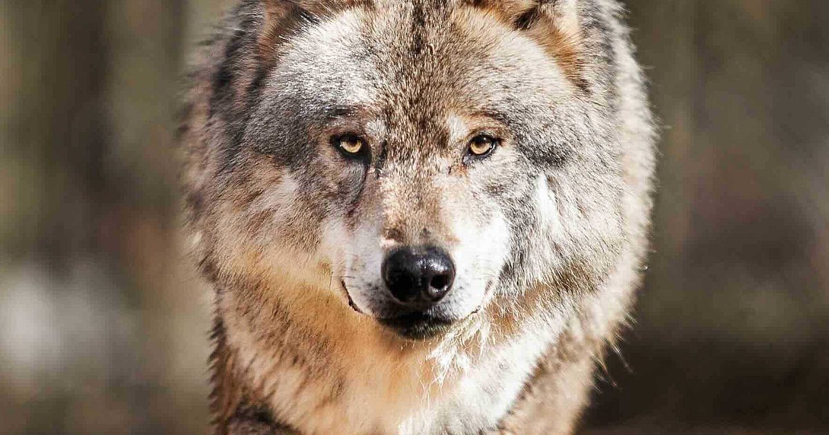 Counting Idaho’s Wolves | Grand View Outdoors