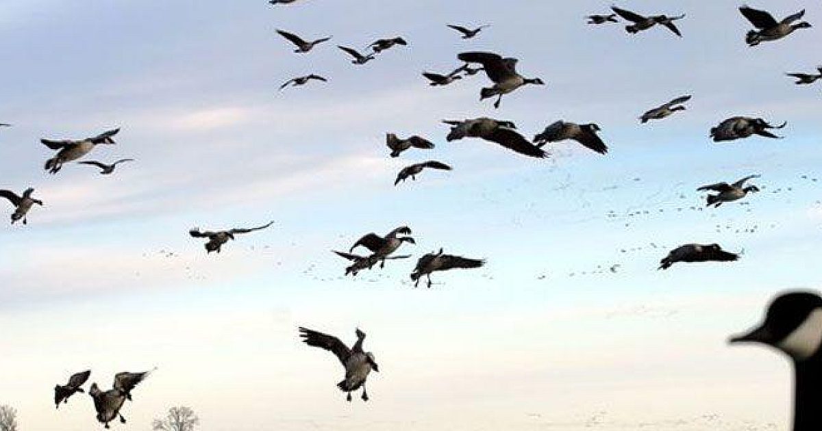 Goose Hunting: Redemption | Grand View Outdoors