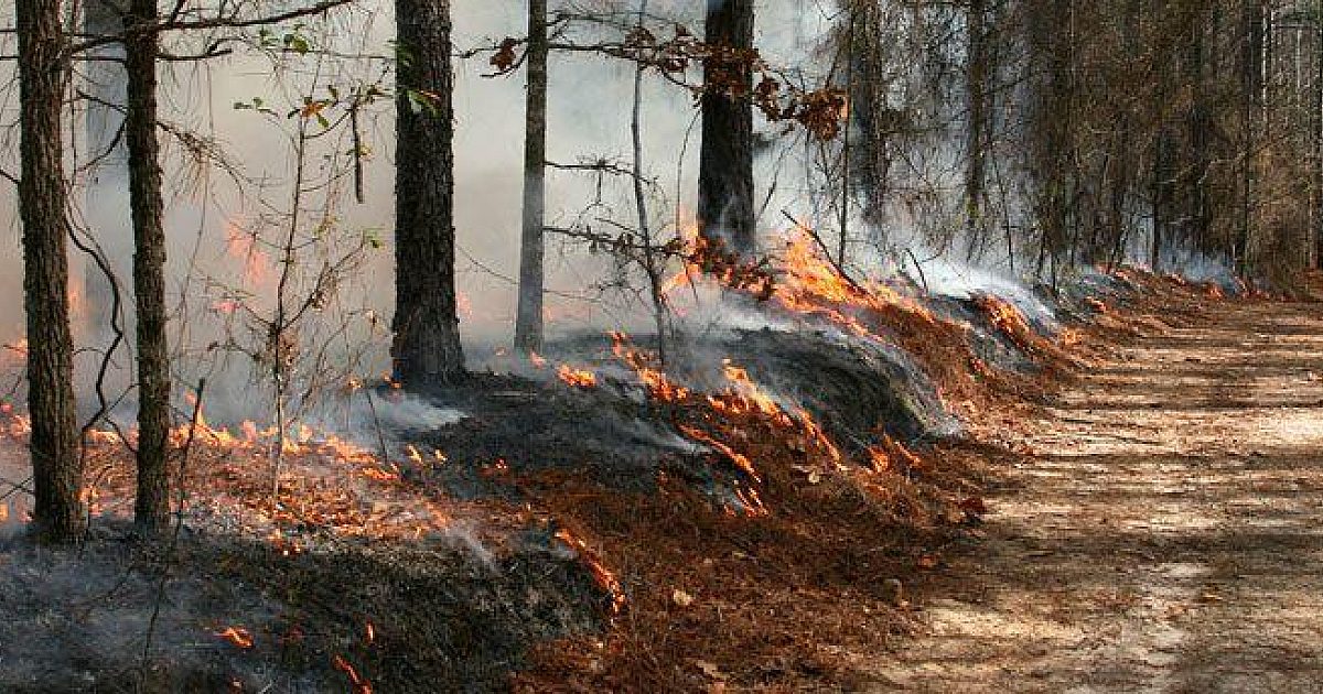 Using controlled fires for conservation | Grand View Outdoors