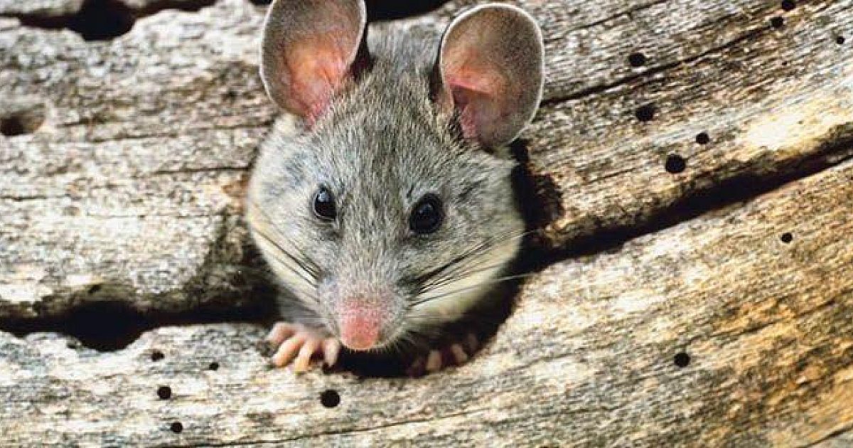 Beware Of Pack Rats! | Grand View Outdoors
