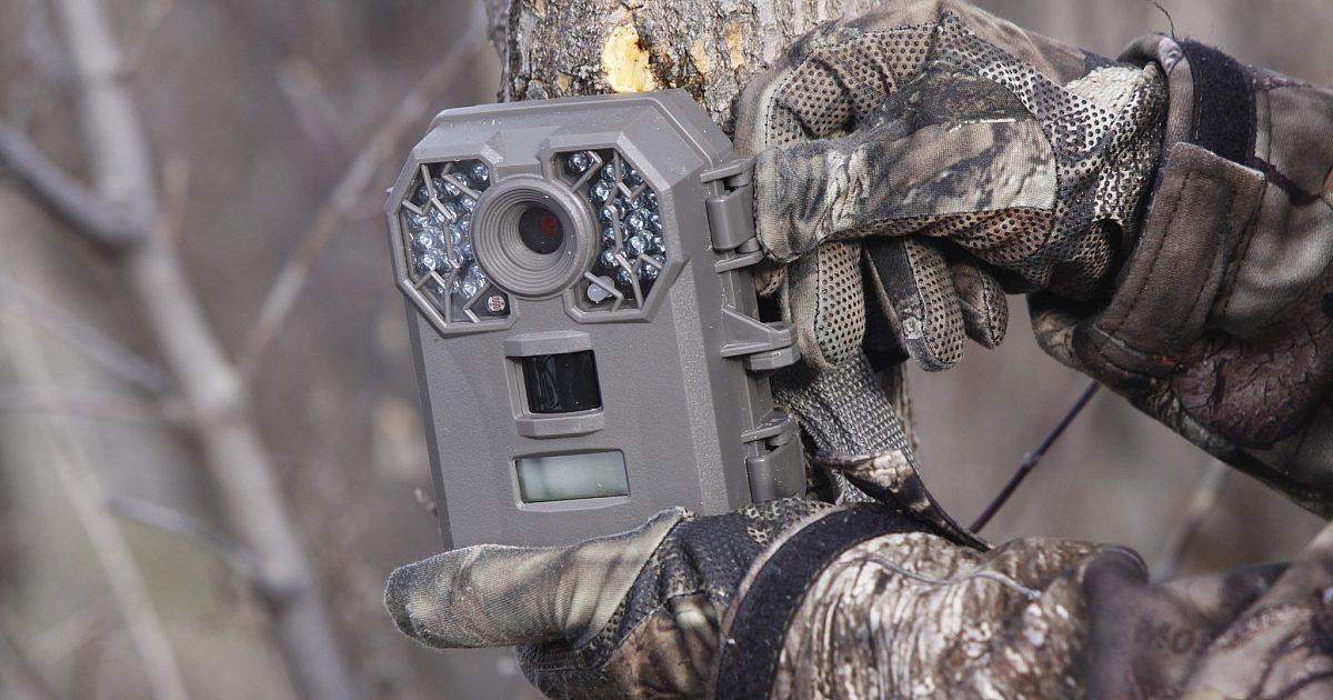 Tips for Offseason Trail Camera Predator… | Grand View Outdoors