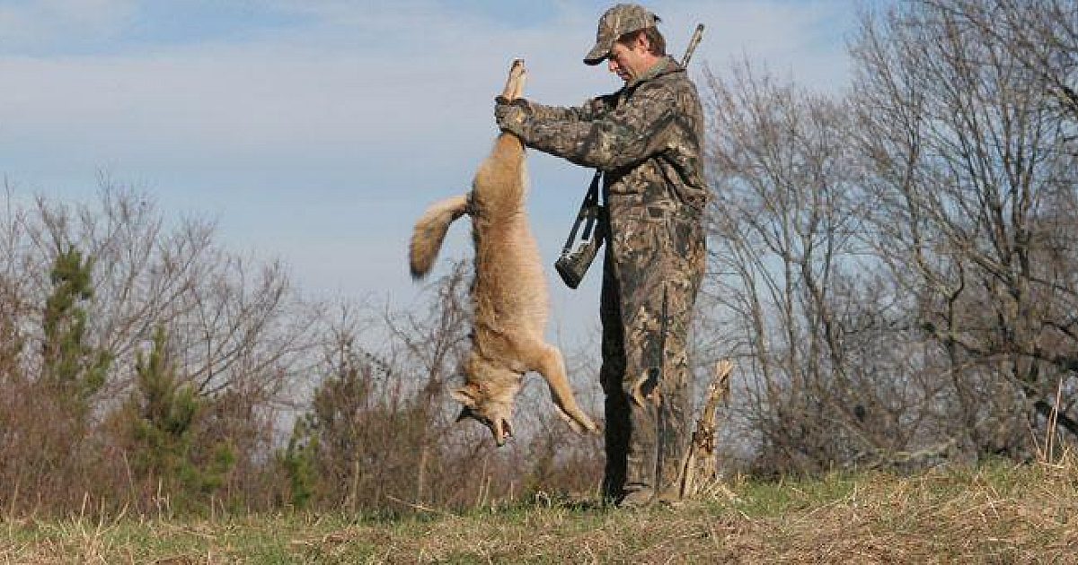 Does Predator Control Help Your Deer Population? | Grand View Outdoors