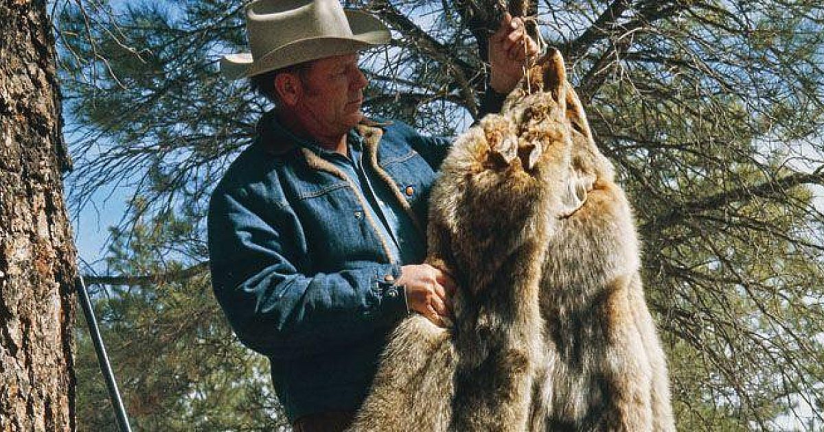 Pelt Making How to Properly Prepare a Pelt | Grand View Outdoors
