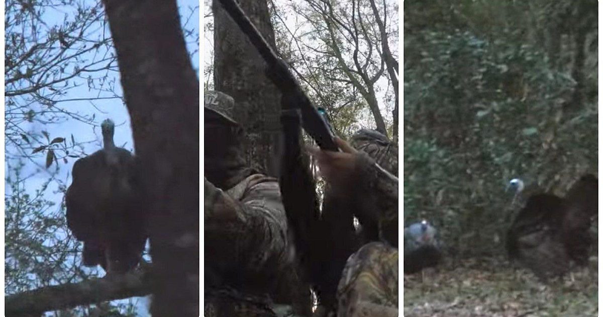 Video: Roosted Gobbler Pitches Into the Decoys | Grand View Outdoors